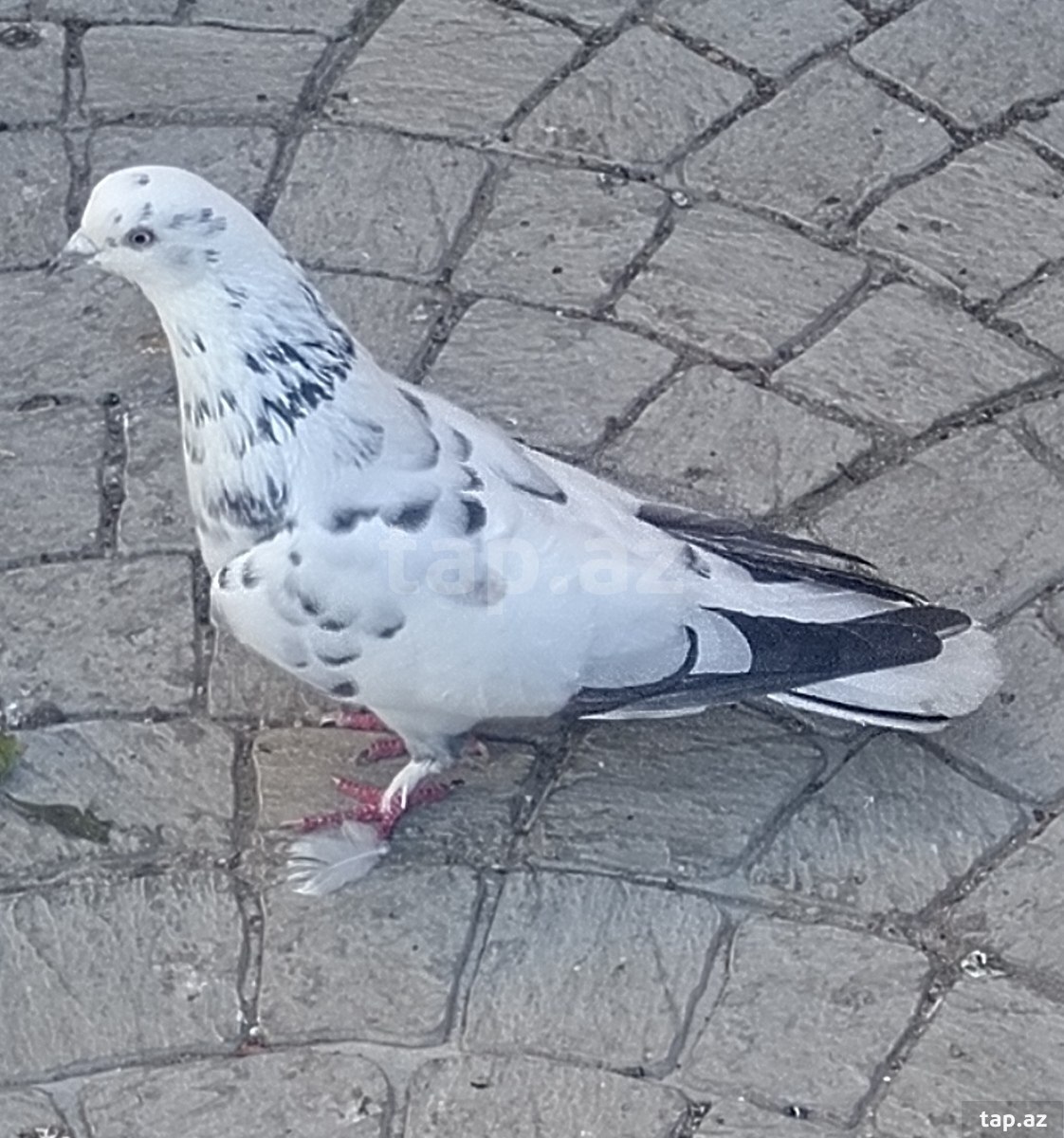 Göyərçinlər (2)