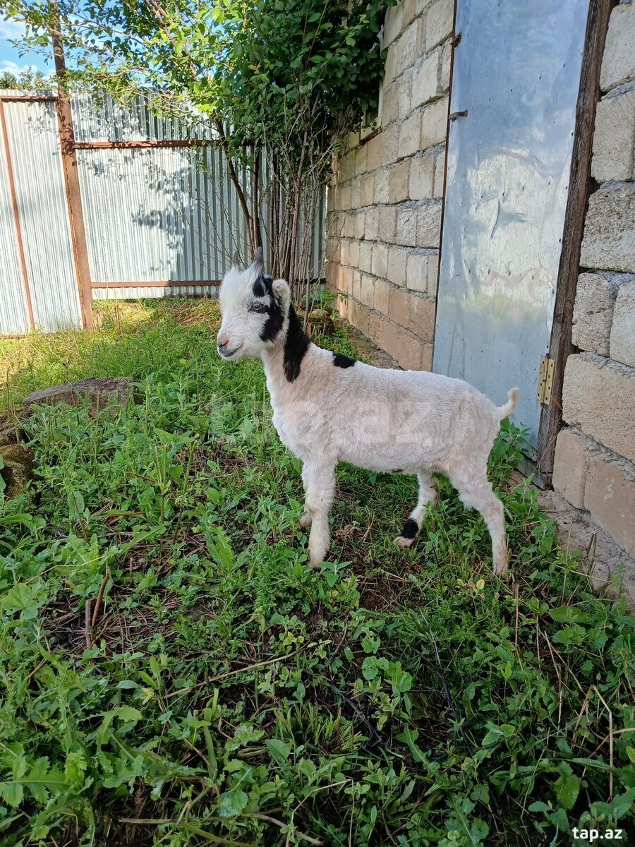 Keçi