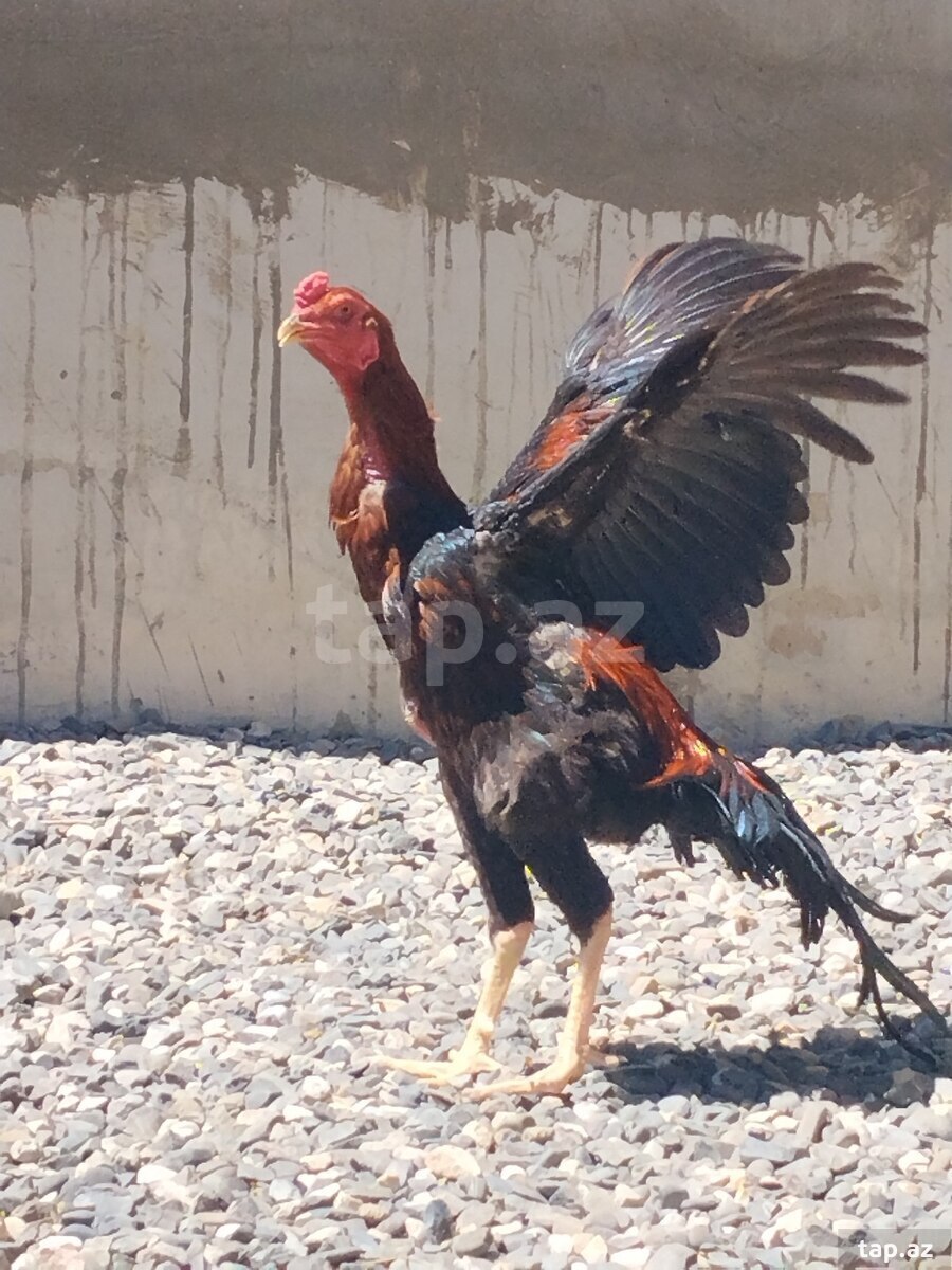 Heyratı