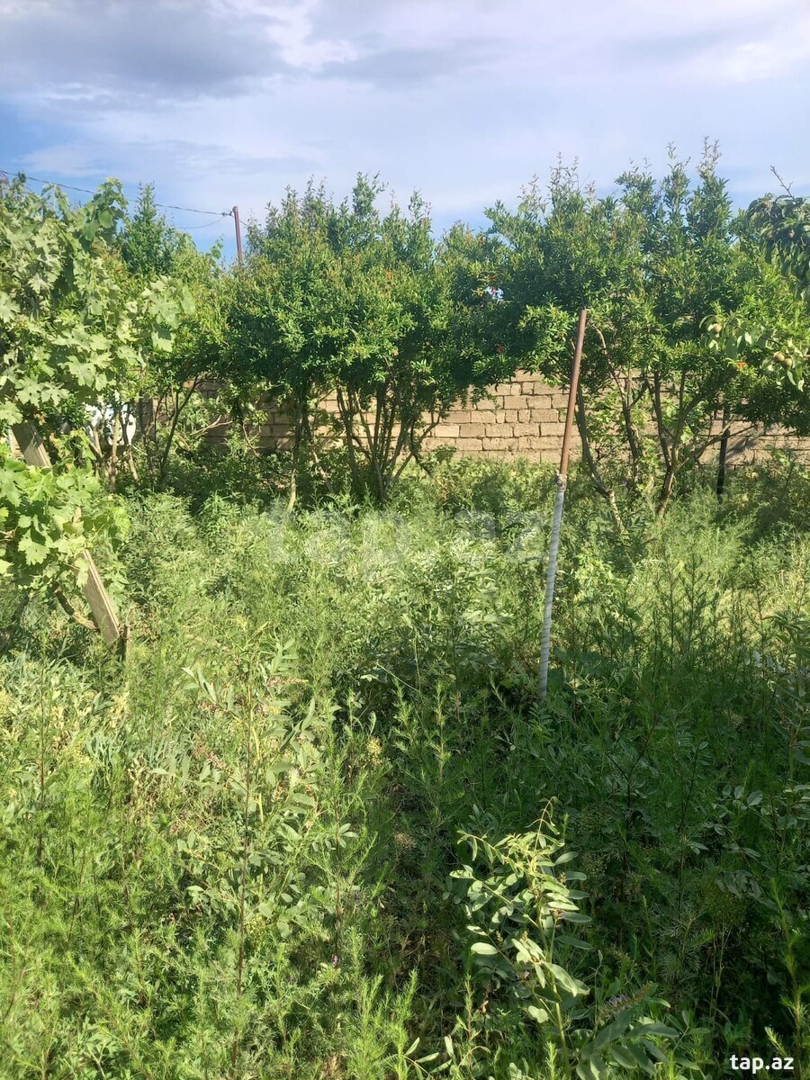 Həyət evi, Buzovna qəs. (19)