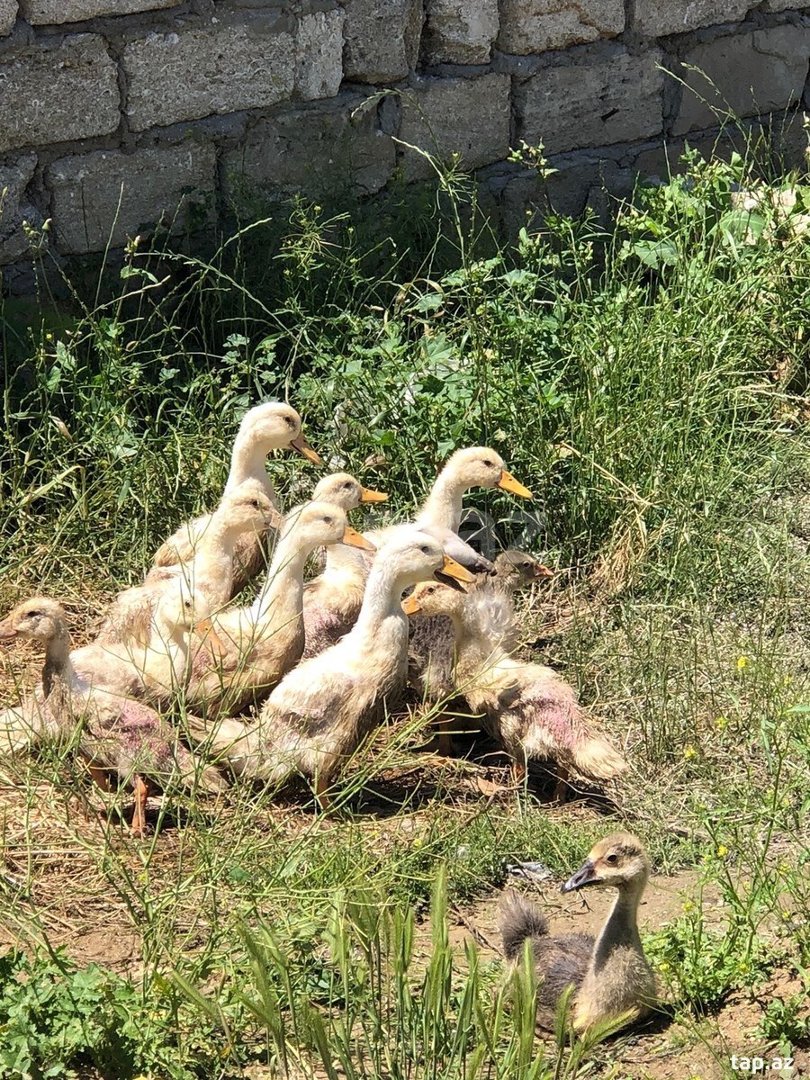 Ördək və qaz balaları