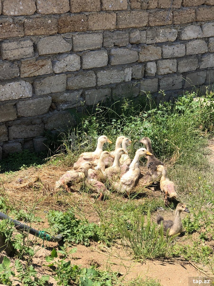 Ördək və qaz balaları (2)