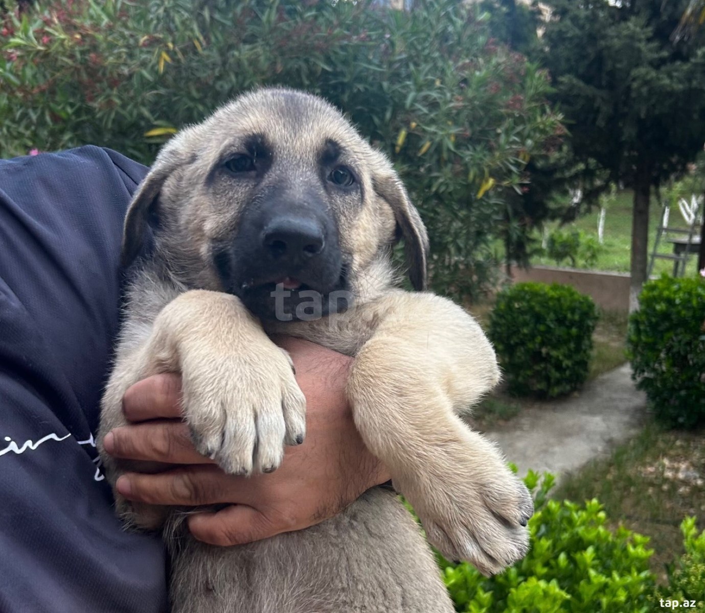 Kanqal balaları 