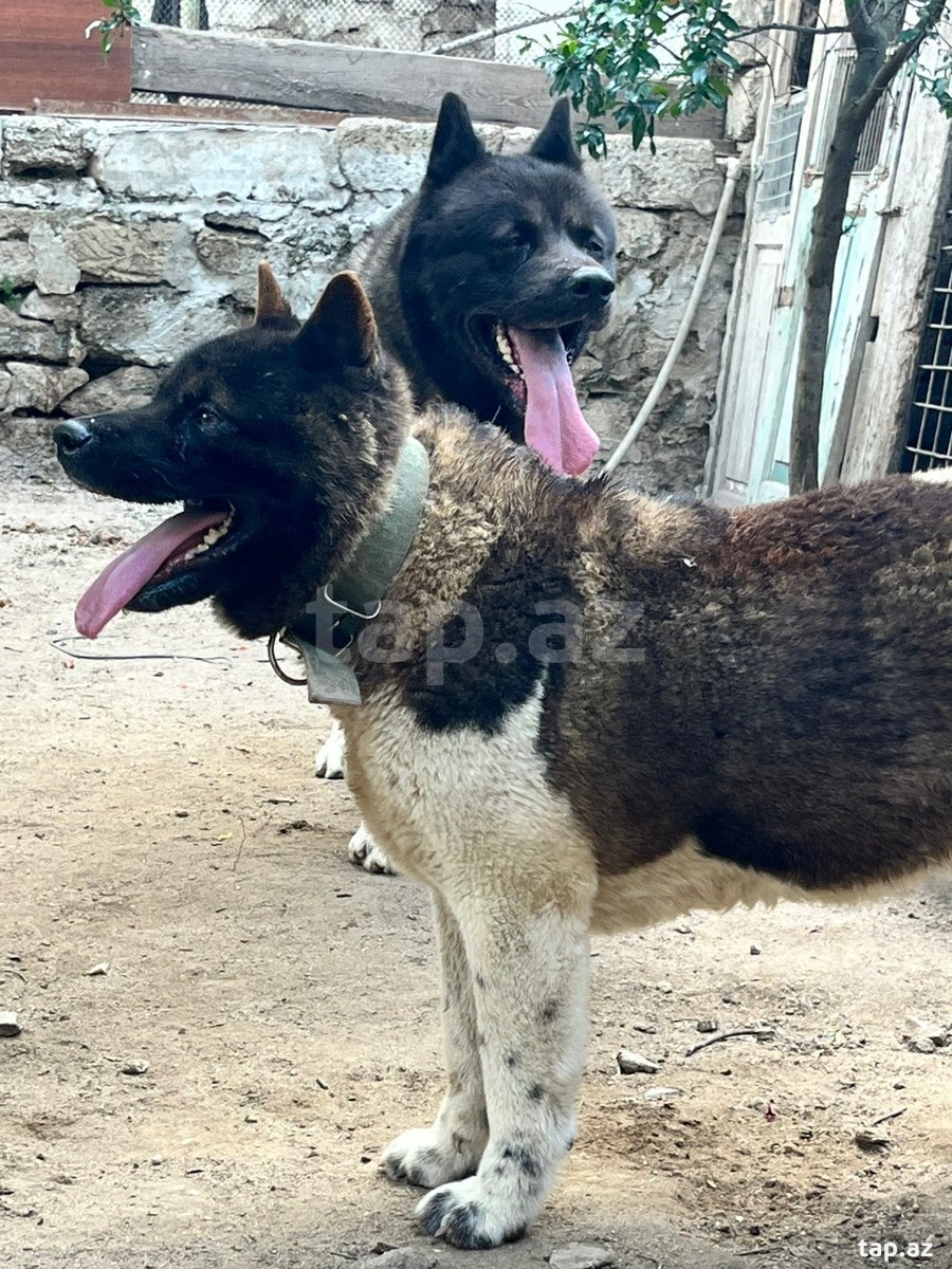 Akita-inu 