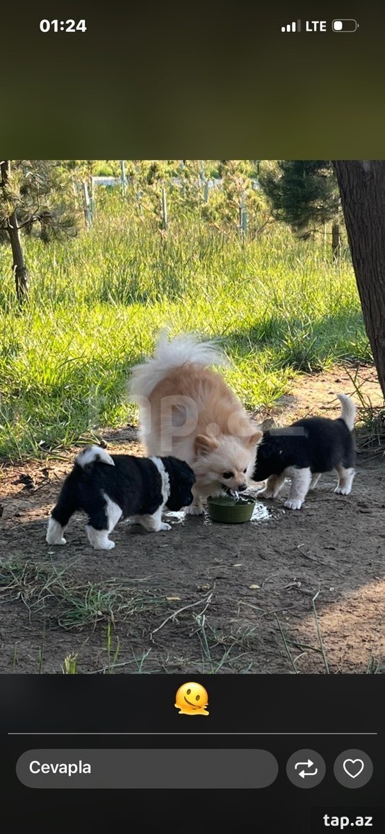 Akita-inu  (2)