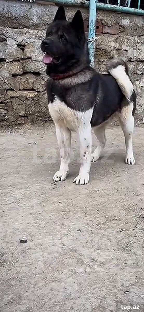 Akita-inu  (5)