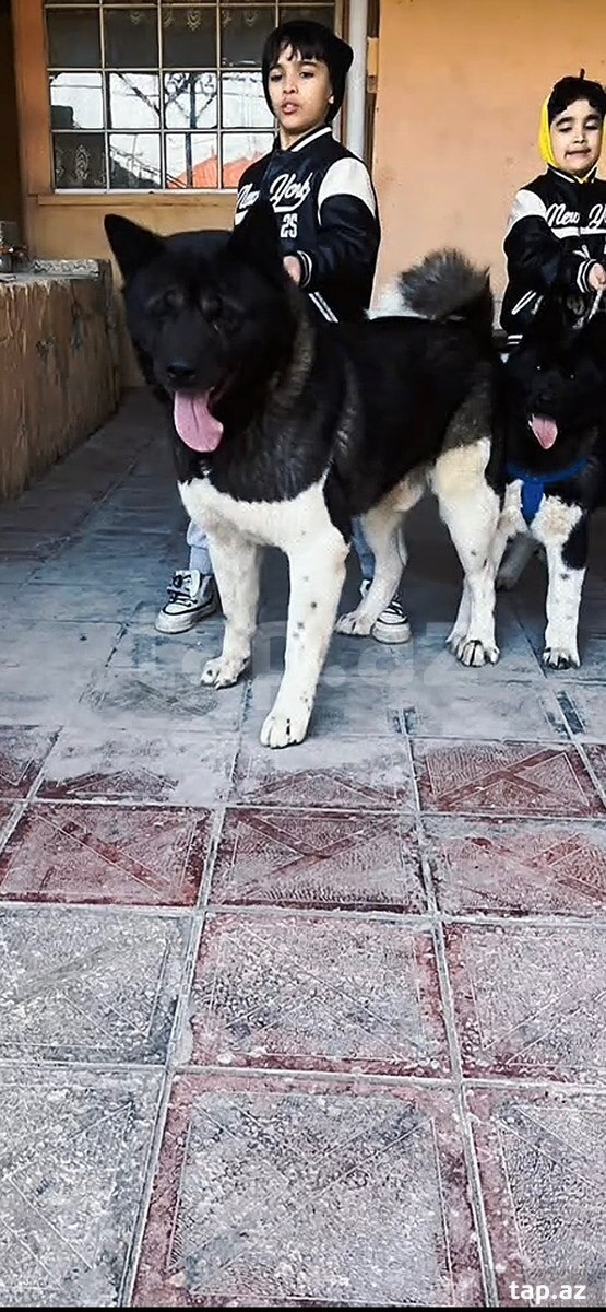 Akita-inu  (6)