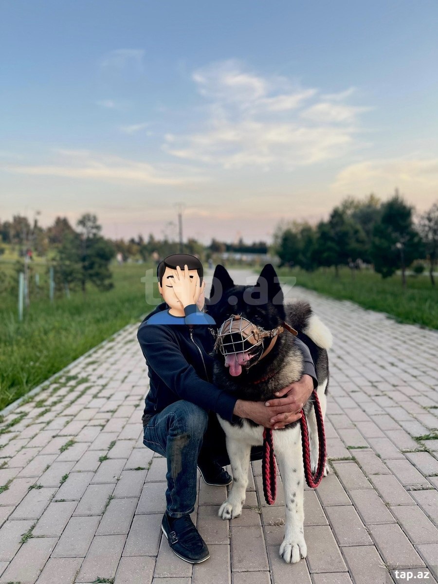 Akita-inu  (3)