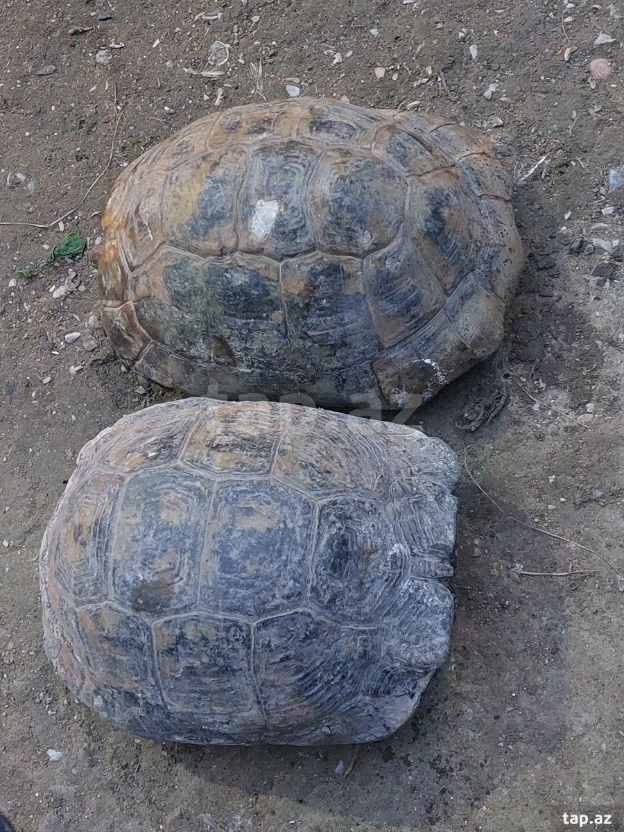 Tısbağa (2)