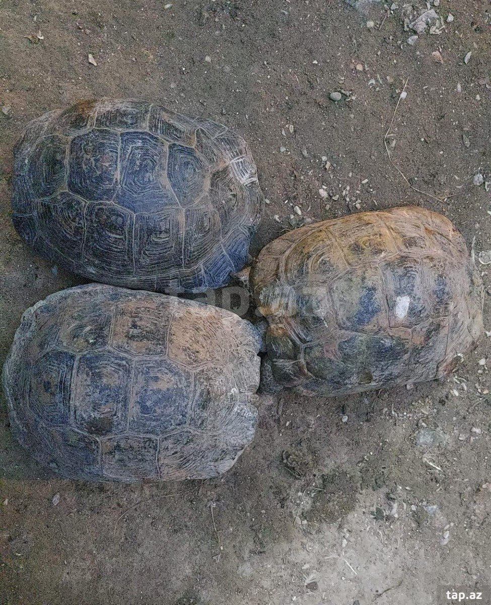 Tısbağa
