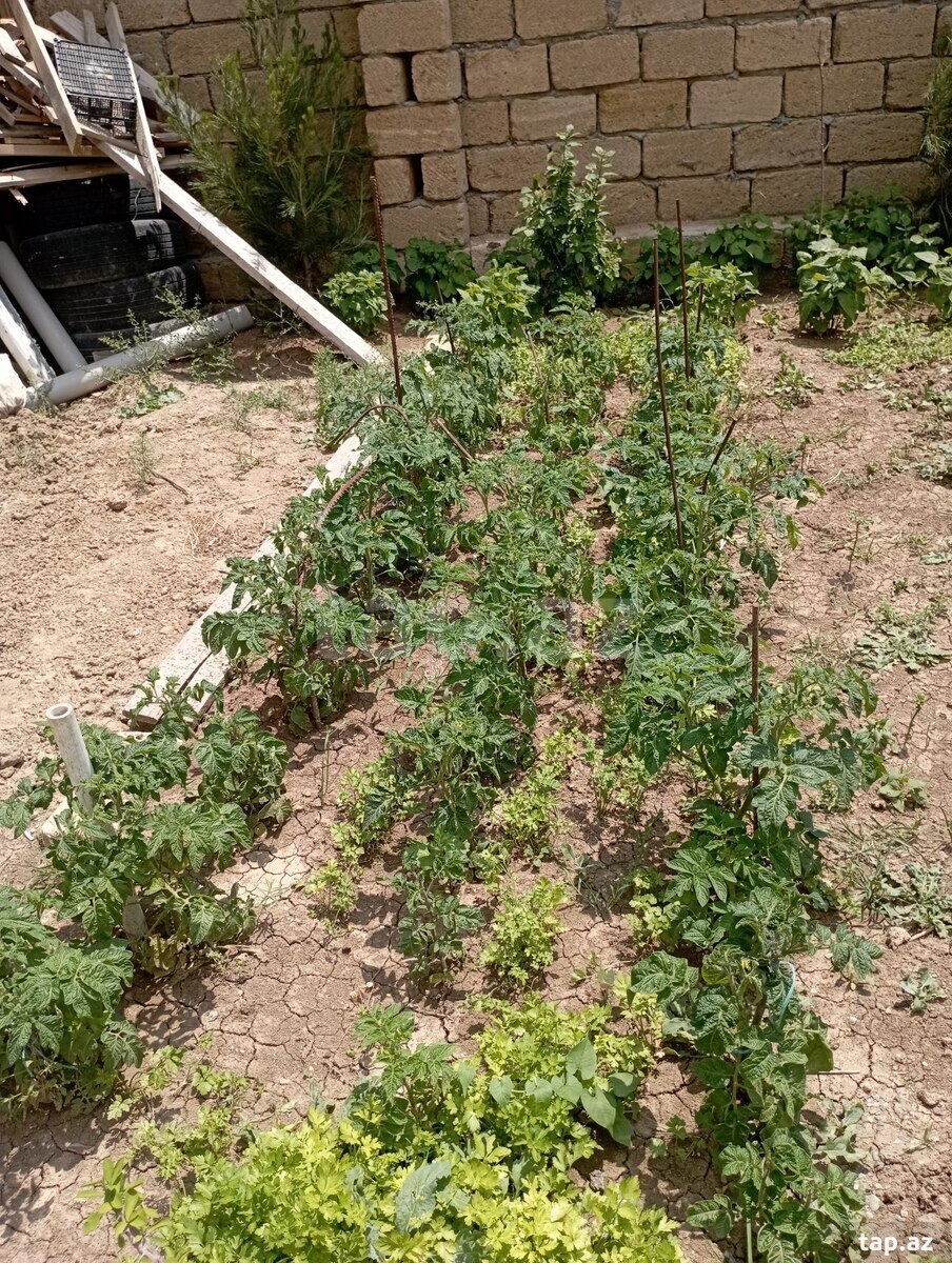 Həyət evi, Qobu qəs. (5)