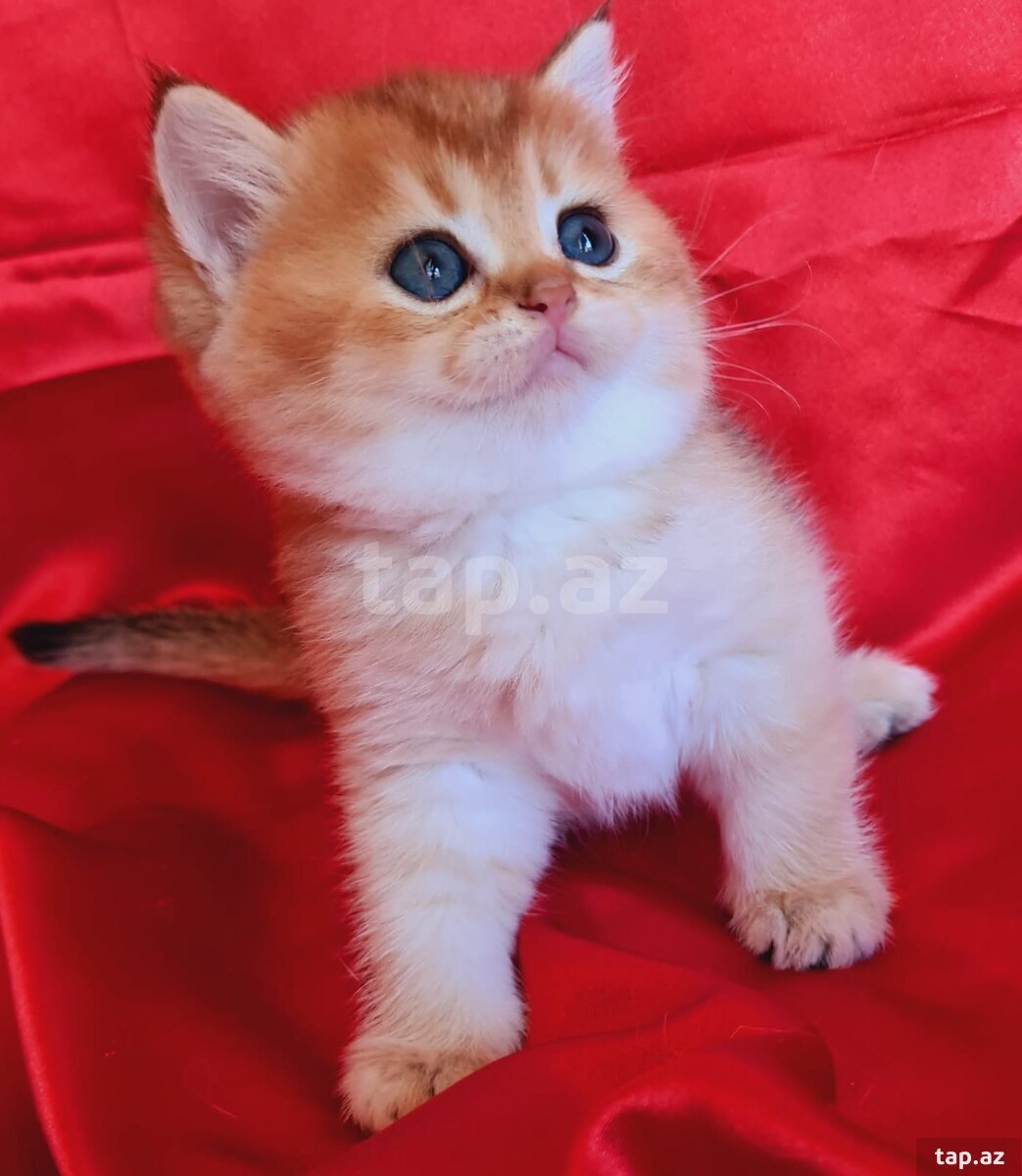 Qızılı şinşilla pişiyi balaları (13)