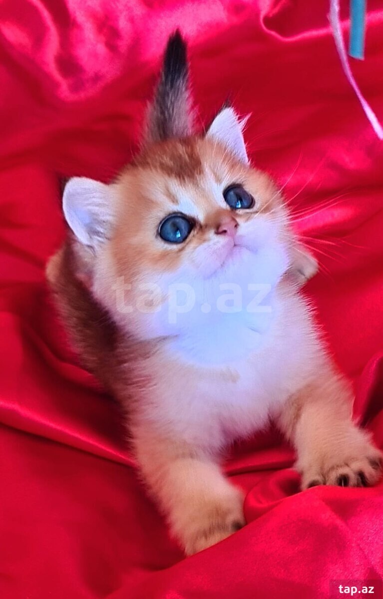Qızılı şinşilla pişiyi balaları (24)