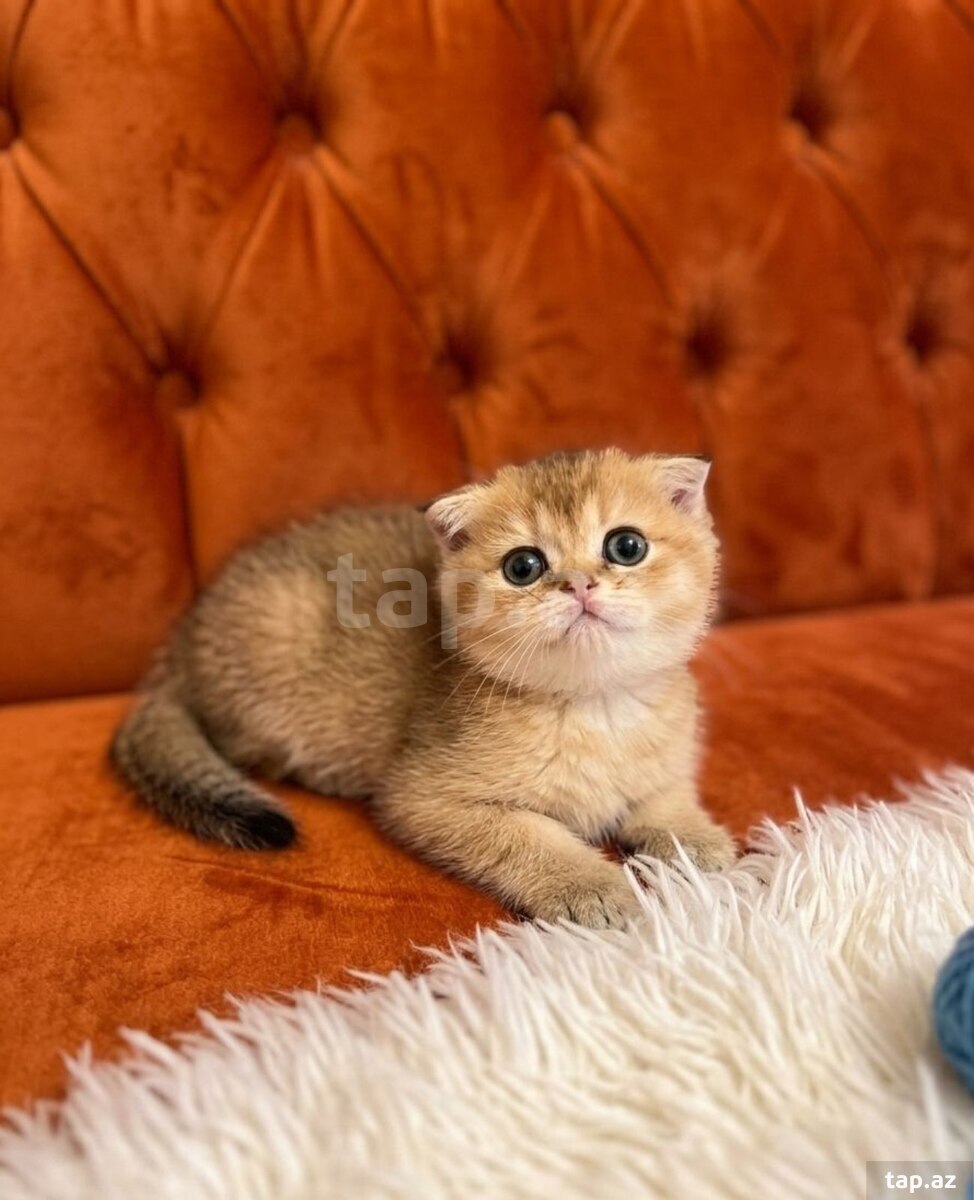 Qızılı şinşilla pişiyi balaları (23)