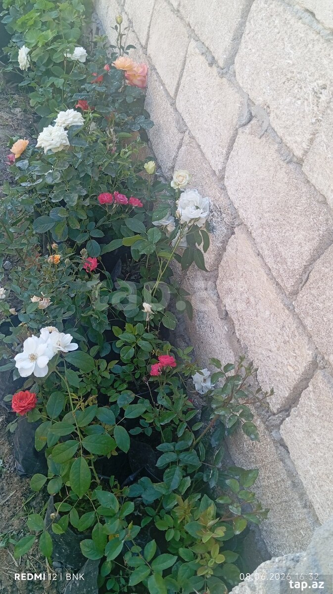 Qıızıl güllər