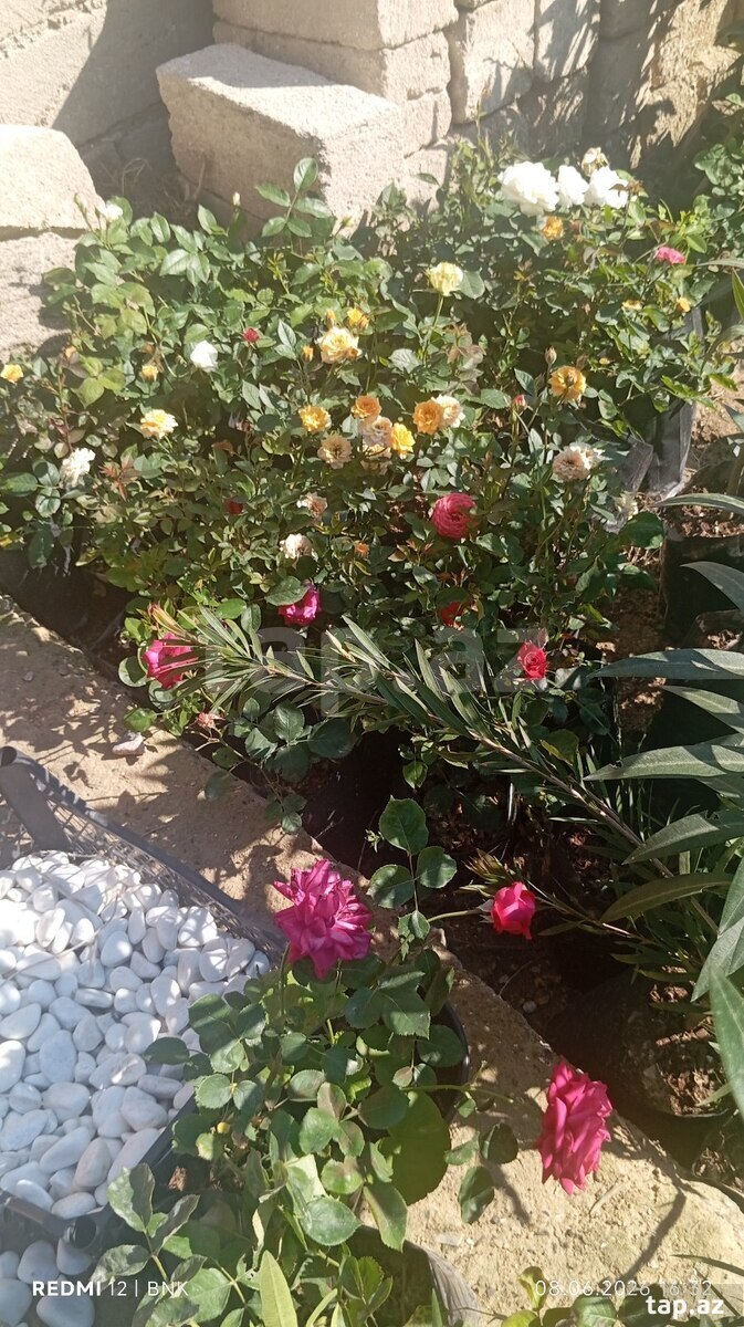 Qıızıl güllər (2)