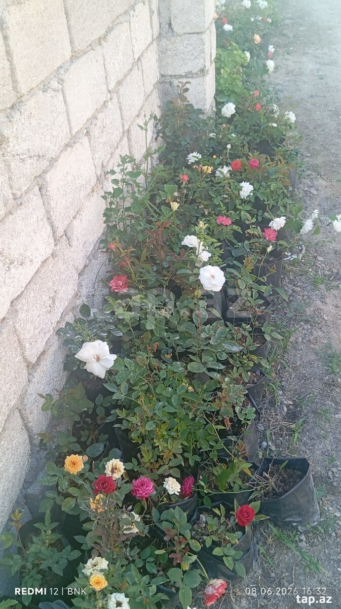Qıızıl güllər (4)