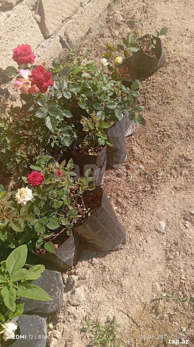 Qıızıl güllər (3)