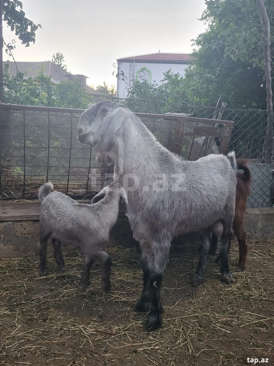 Keçi (5)