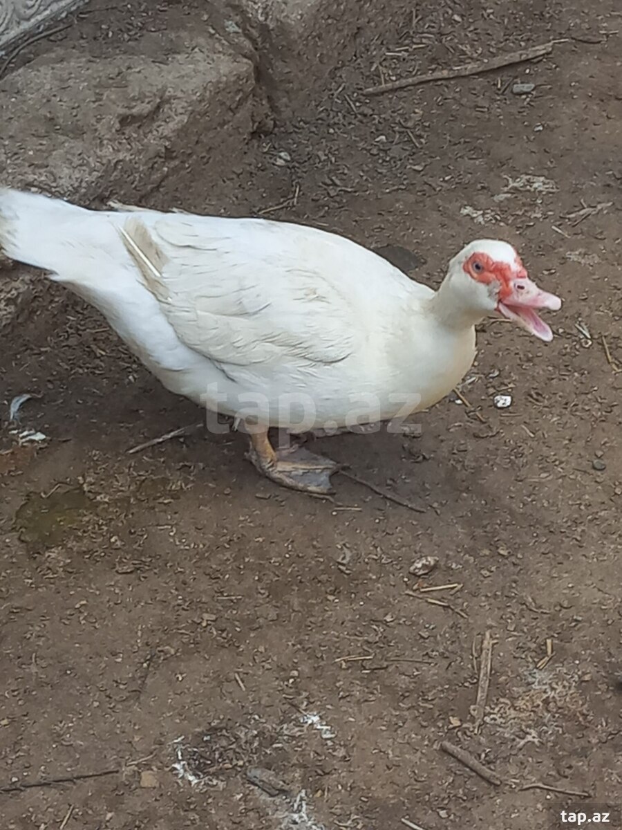 Ördəklər (2)