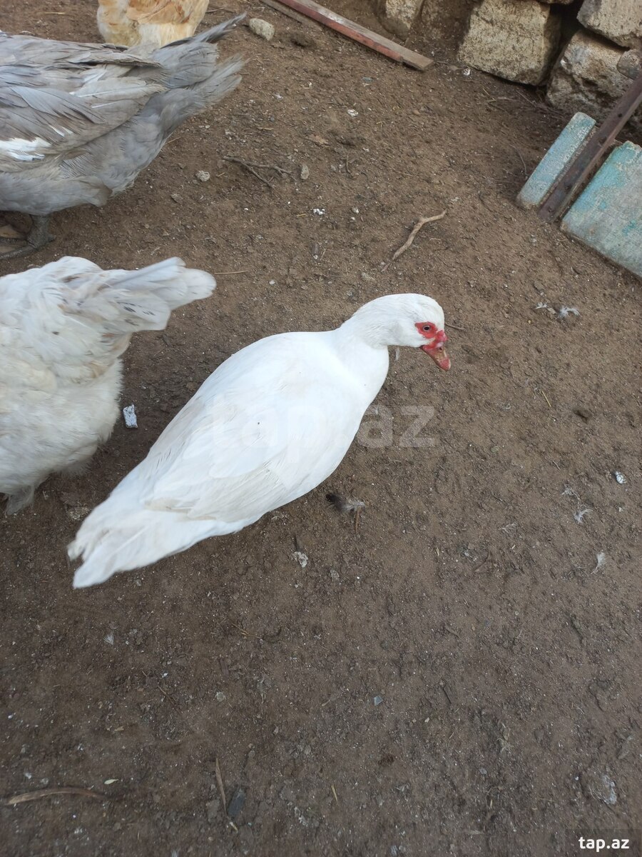 Ördəklər (4)