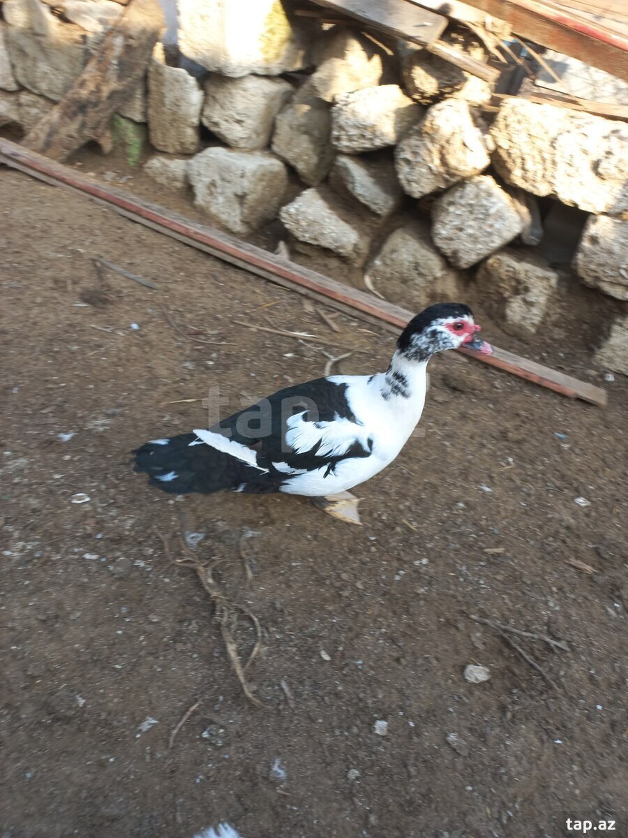 Ördəklər (5)