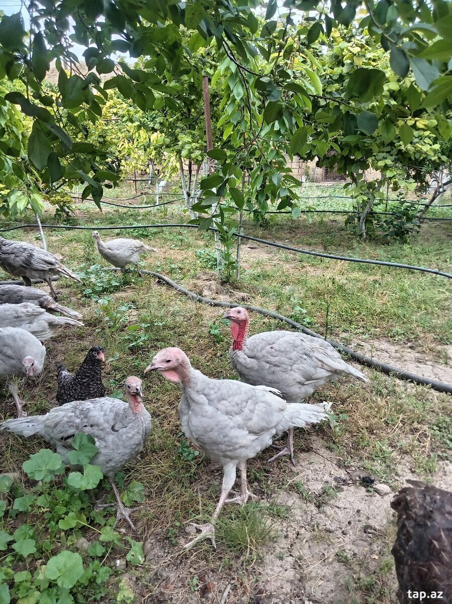 Hinduşka (4)