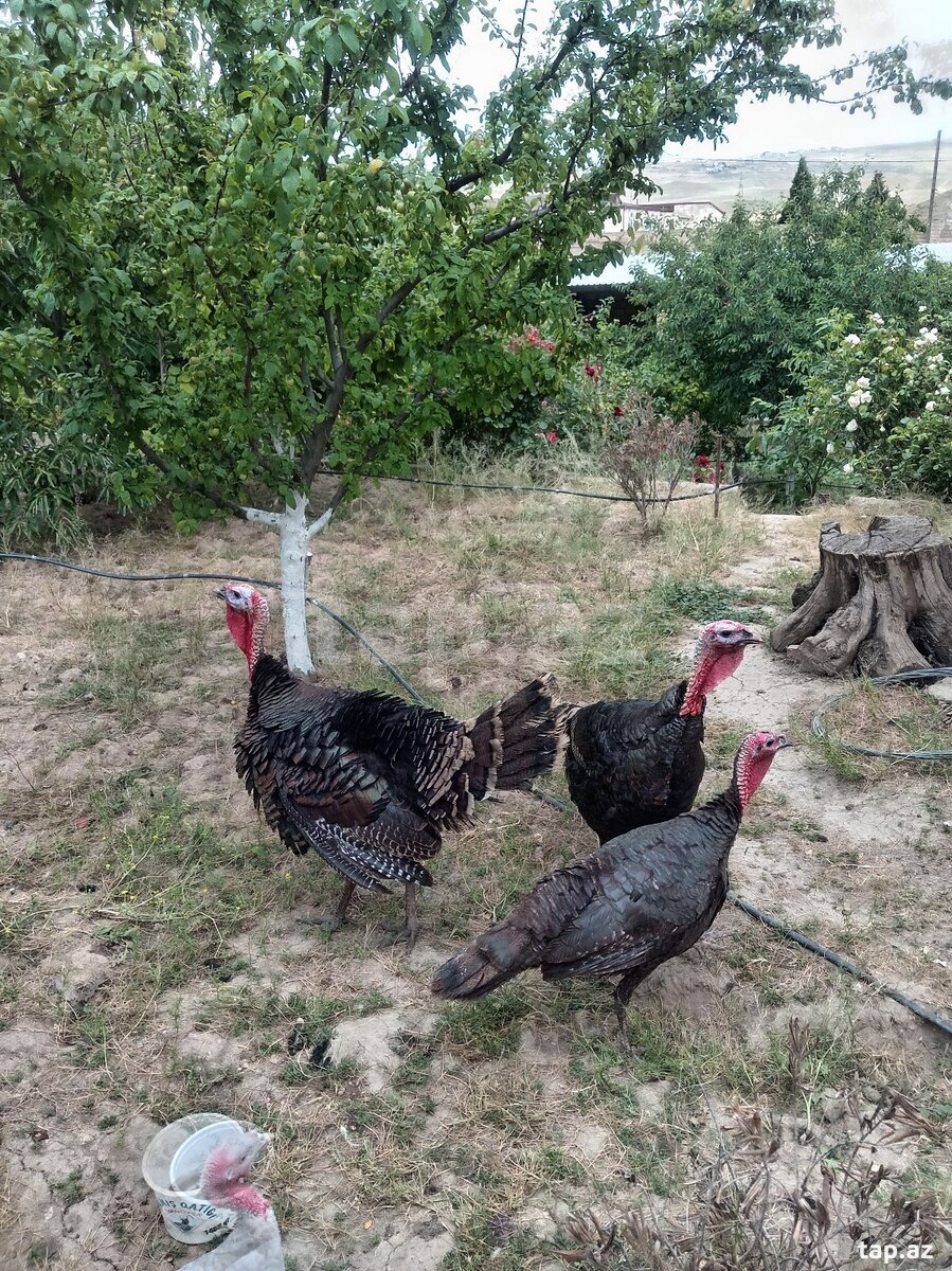 Hinduşkalar
