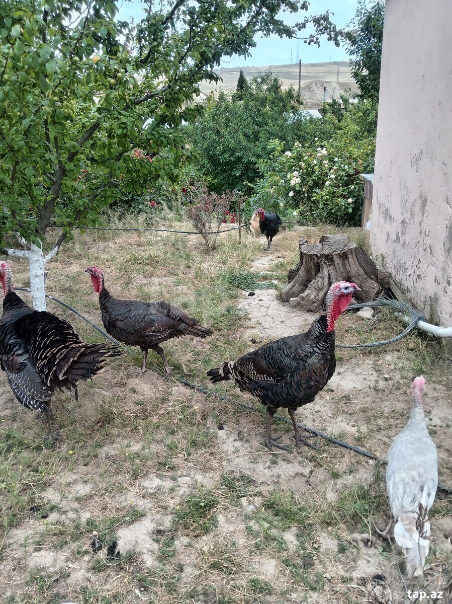 Hinduşkalar (2)