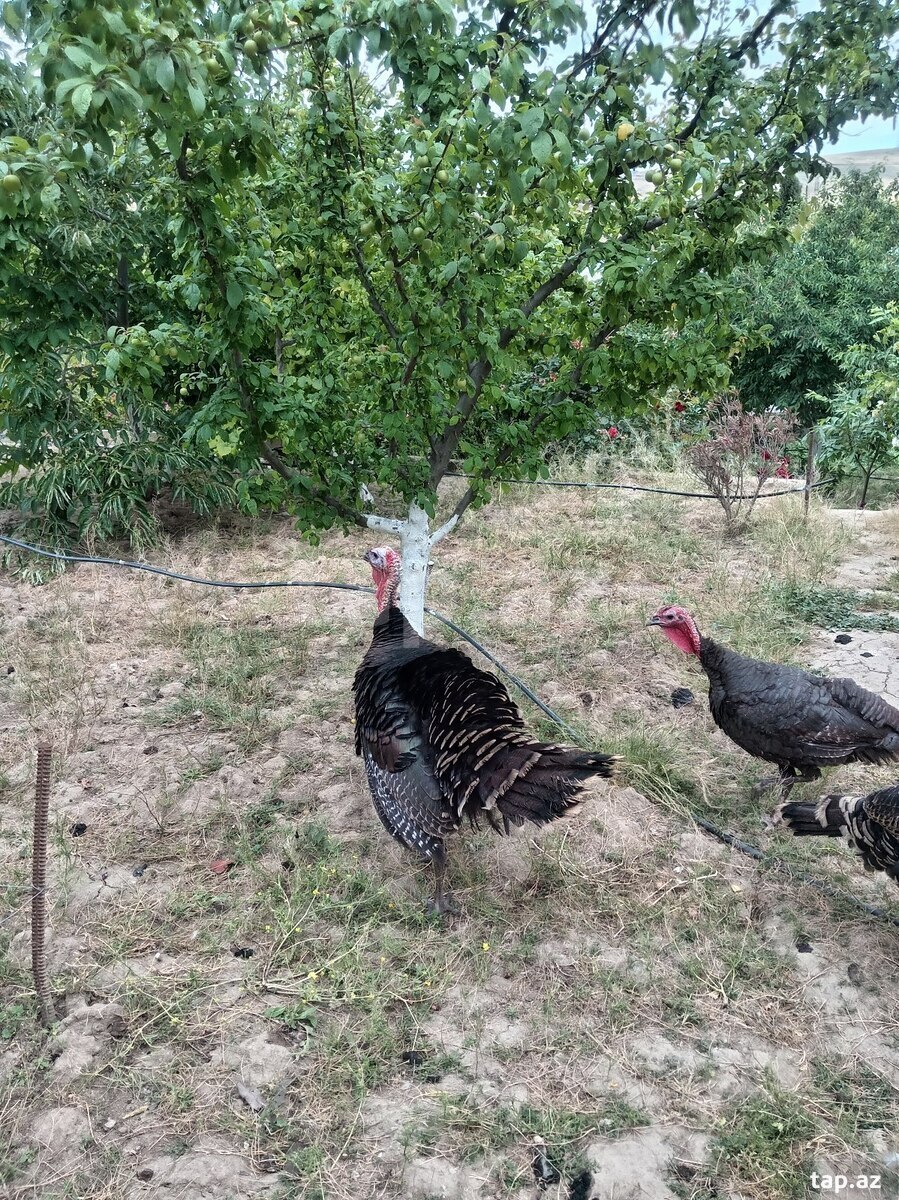 Hinduşkalar (3)