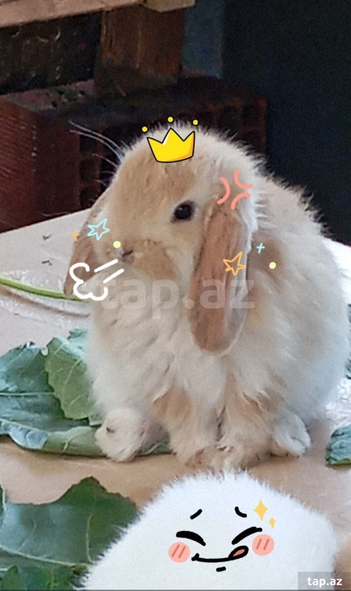 Holland lop dovşan balaları (2)