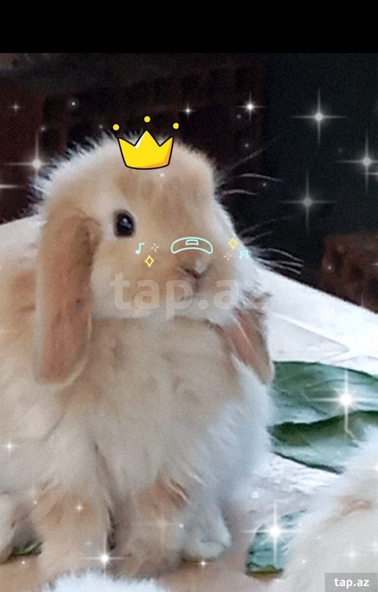 Holland lop dovşan balaları