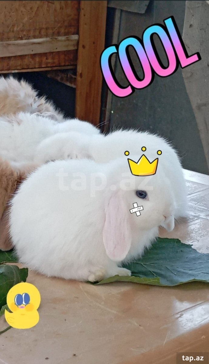 Holland lop dovşan balaları (3)