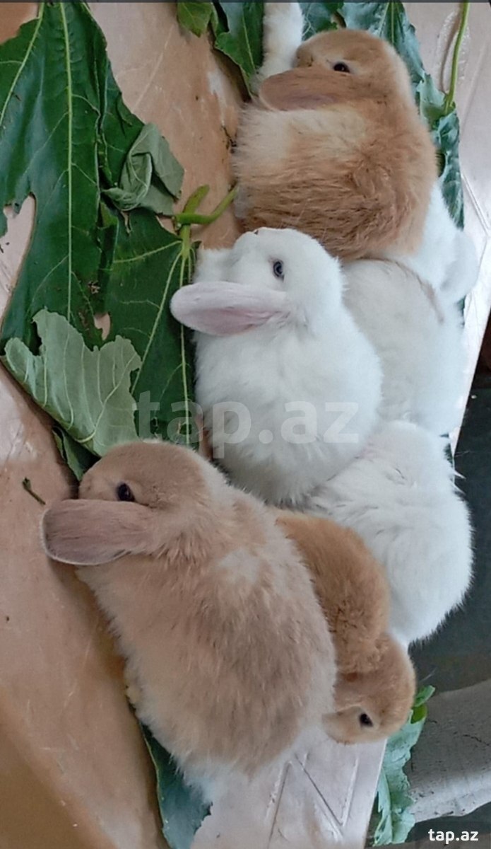 Holland lop dovşan balaları (6)