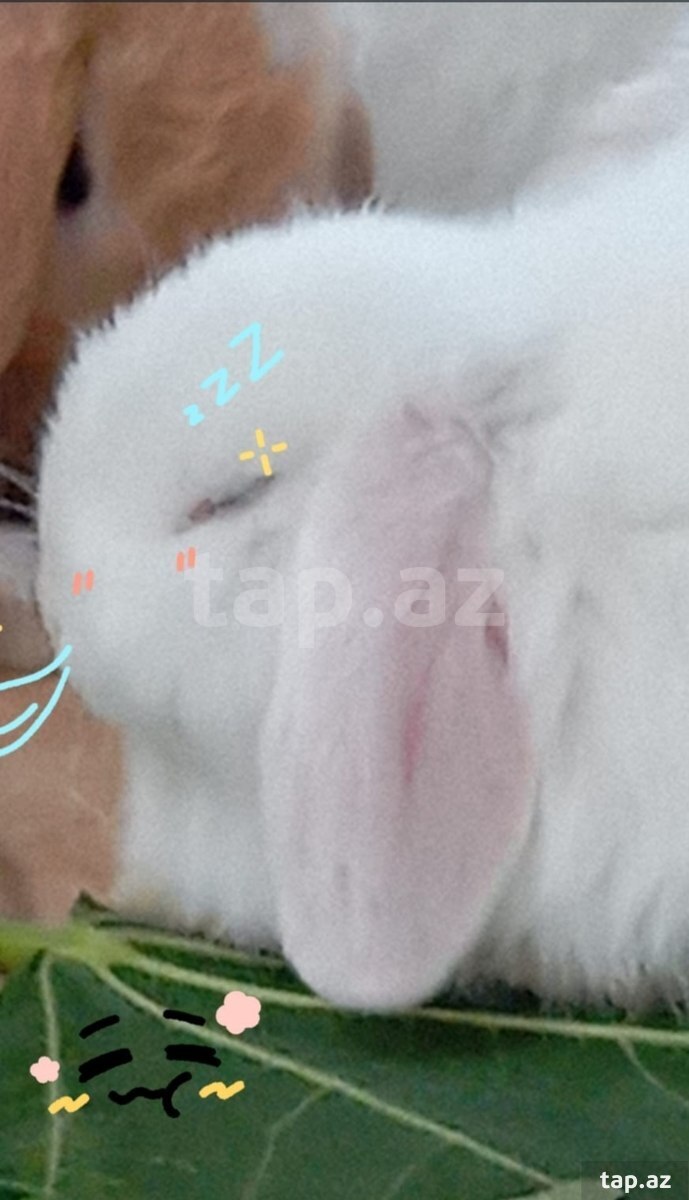 Holland lop dovşan balaları (5)