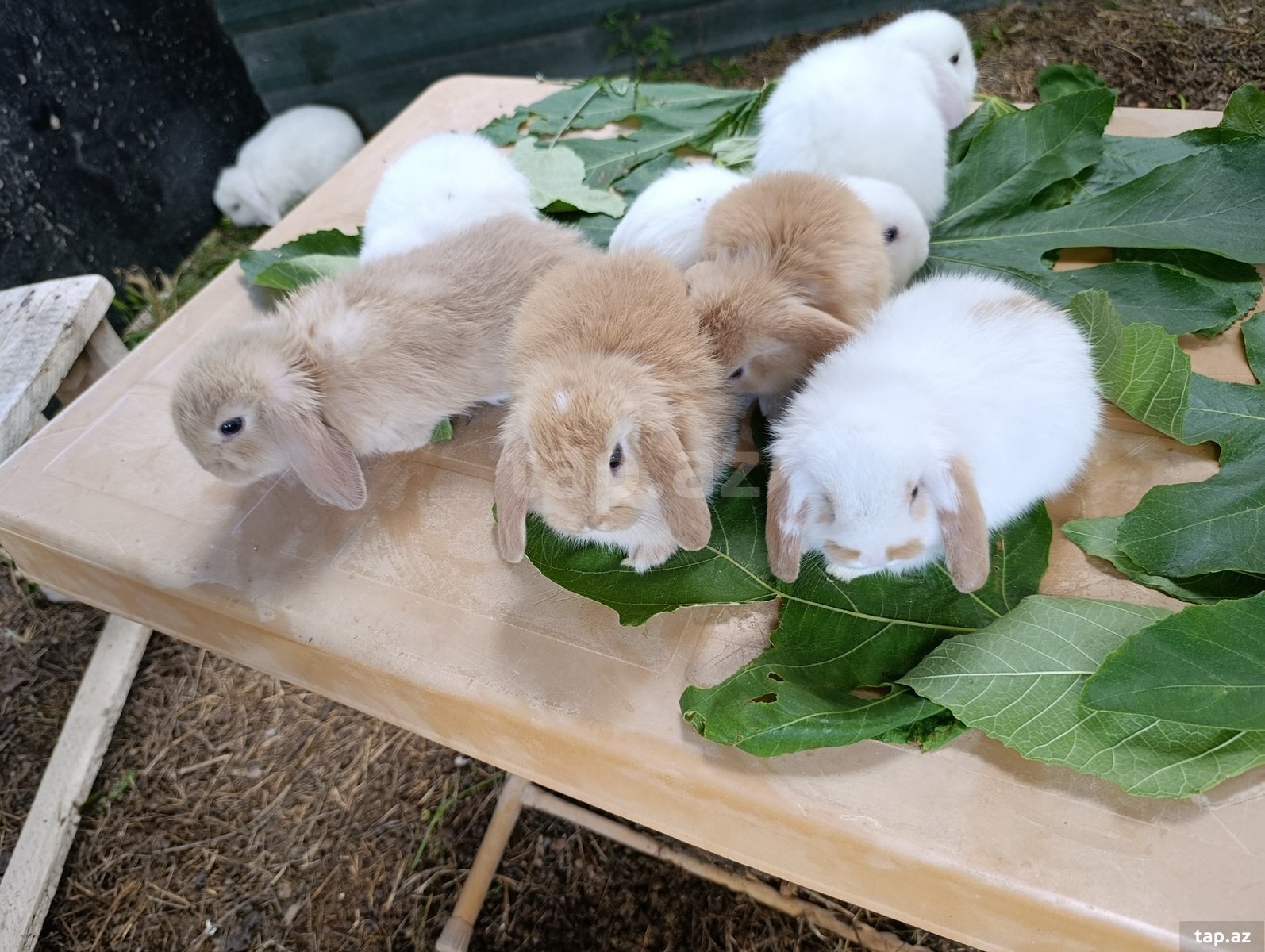 Holland lop dovşan balaları (4)
