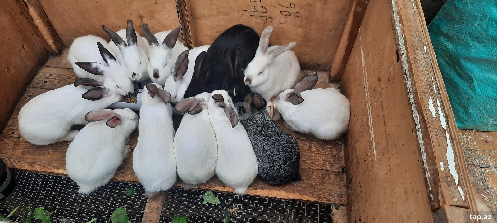 Kaliforniya dovşanlar (6)