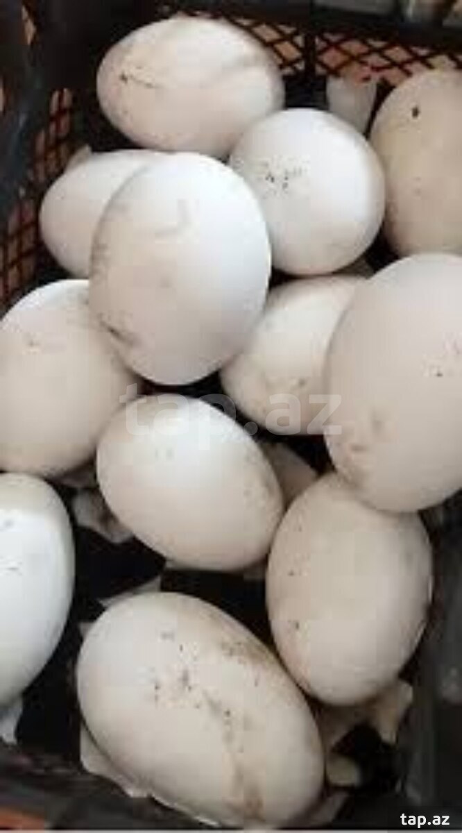 Mayalı qaz yumurtaları