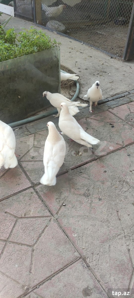 Göyərçinlər