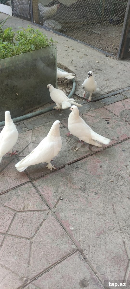 Göyərçinlər (2)