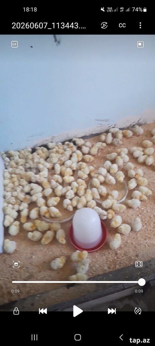 Serebris cücələri