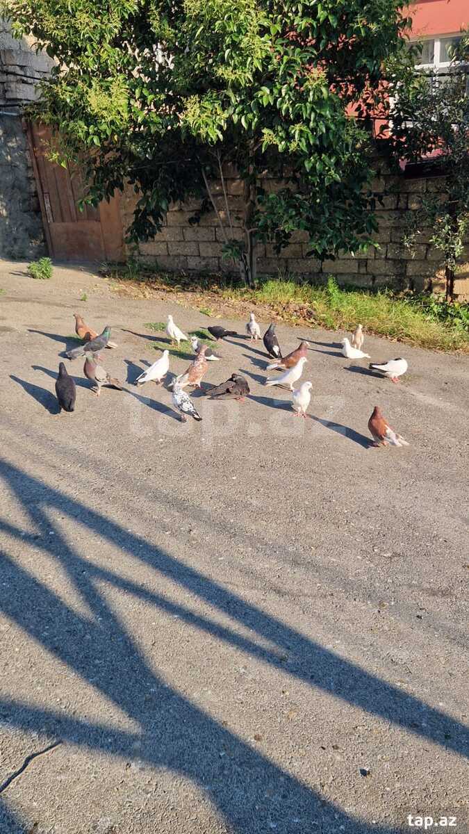 Göyərçinlər (5)