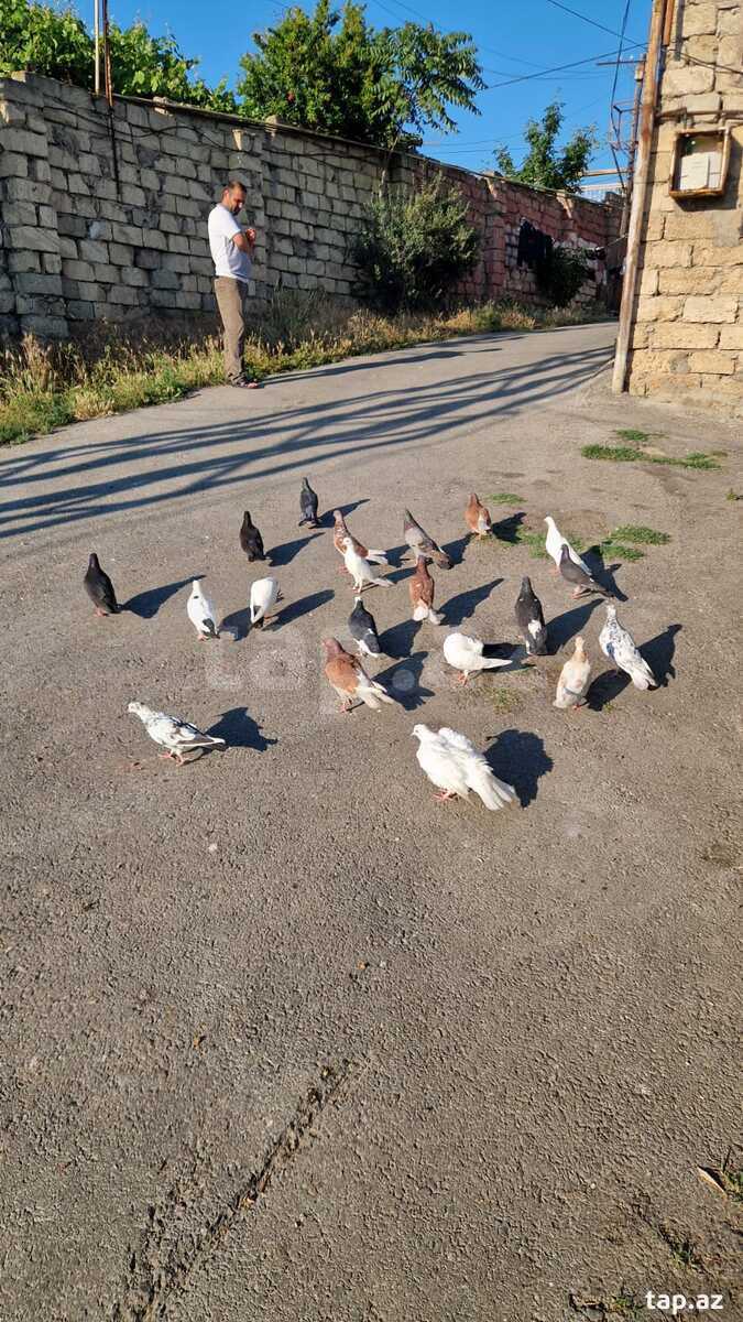 Göyərçinlər (8)