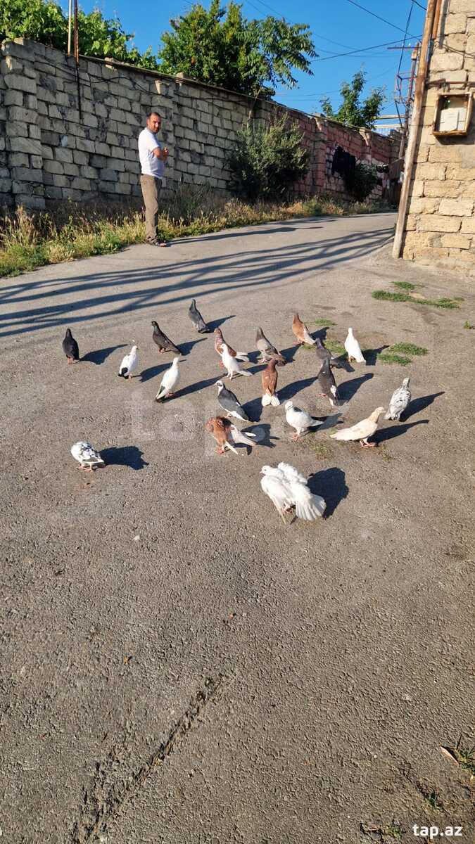 Göyərçinlər (3)