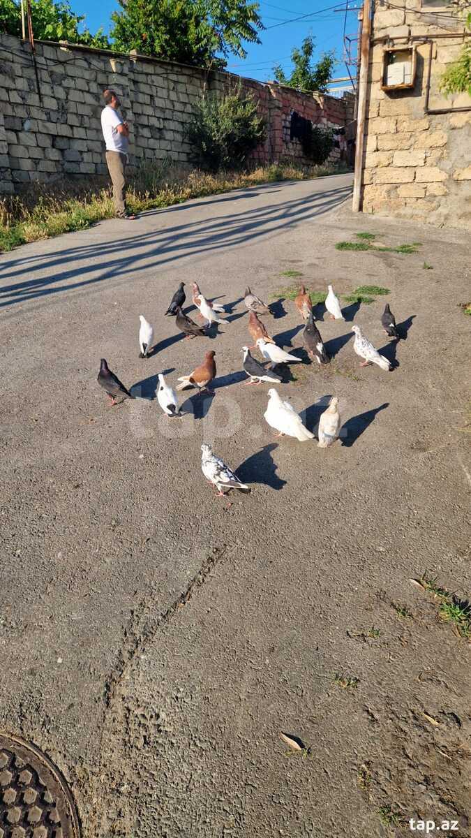 Göyərçinlər