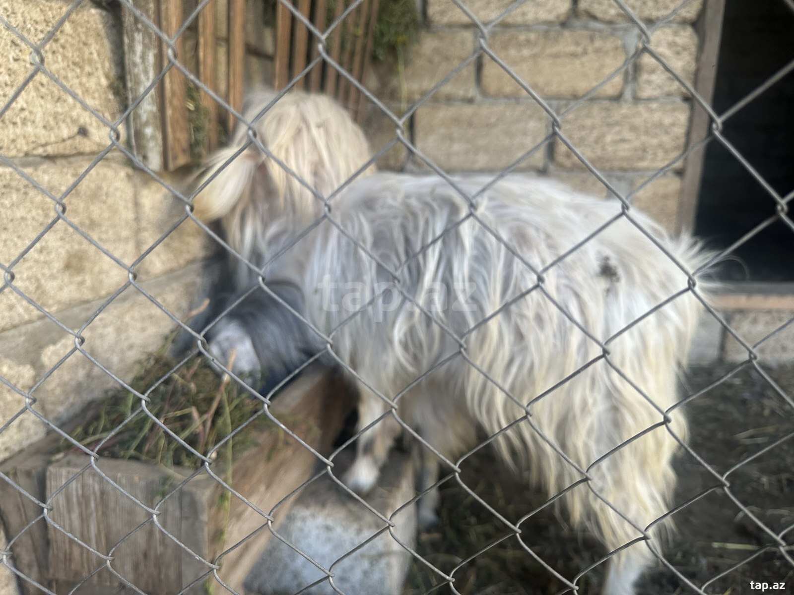 Keçi (2)