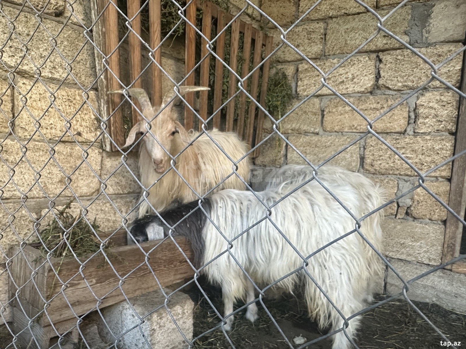 Keçi (4)