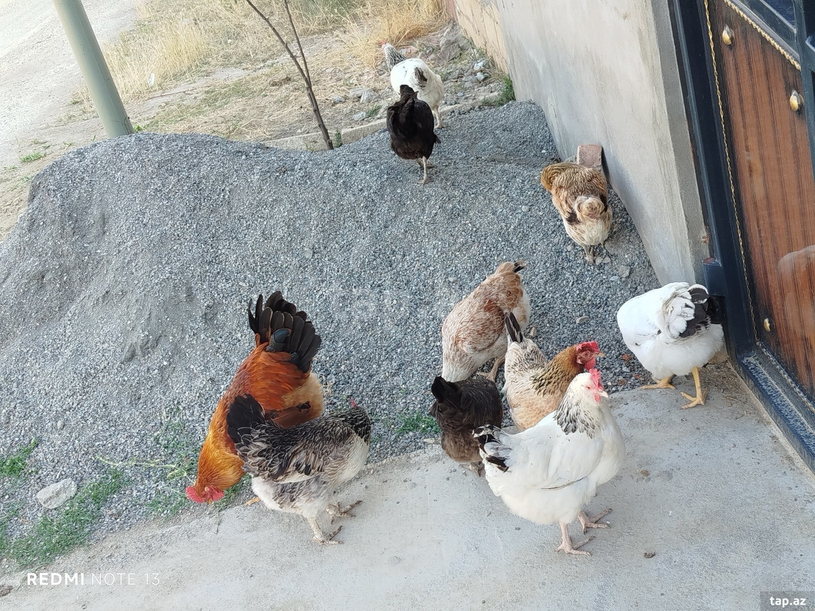 Toyuq cücə (4)