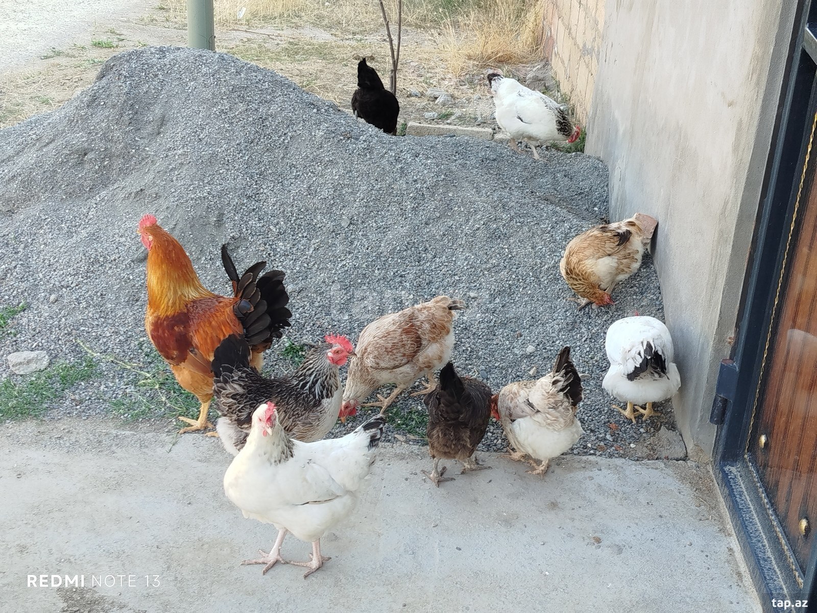Toyuq cücə