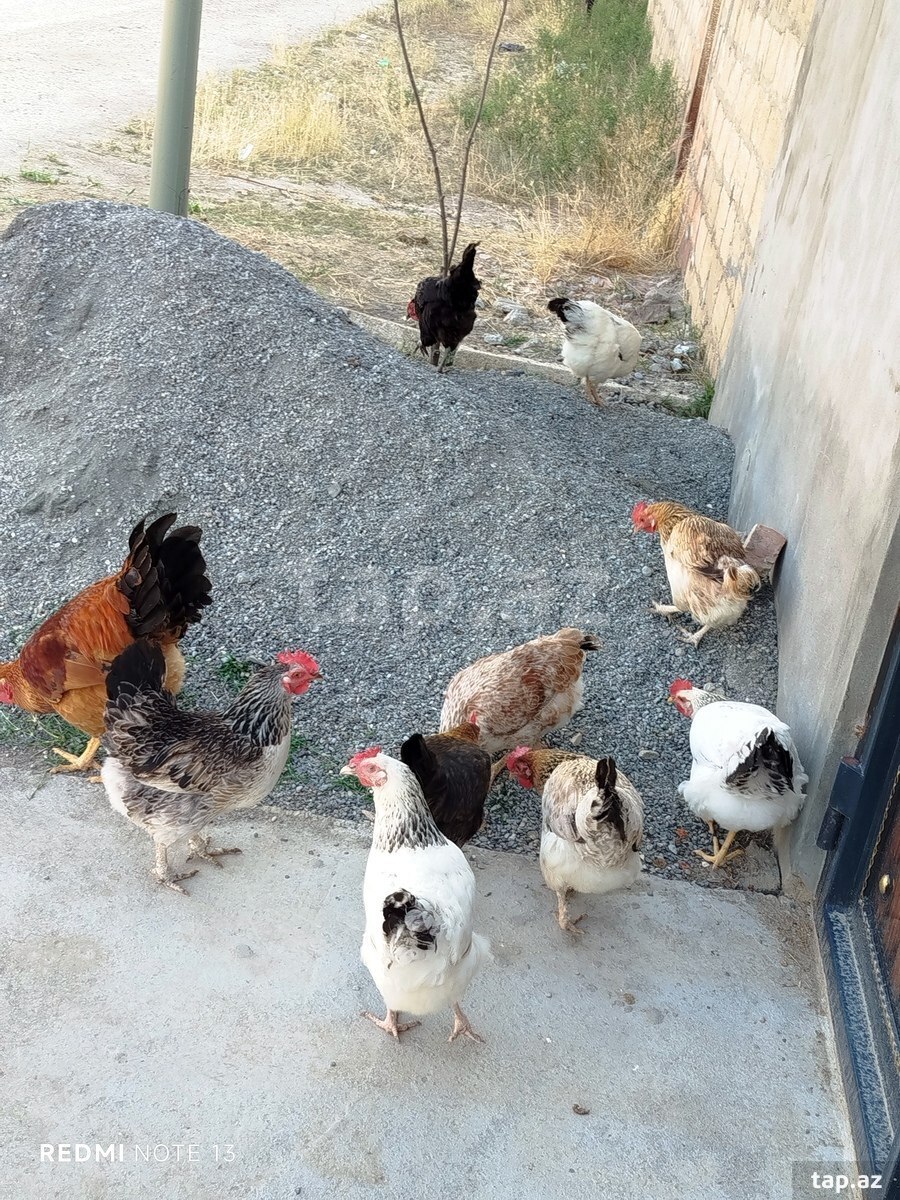 Toyuq cücə (2)